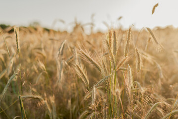 Wheat field in the evening sunlight. Spikelets