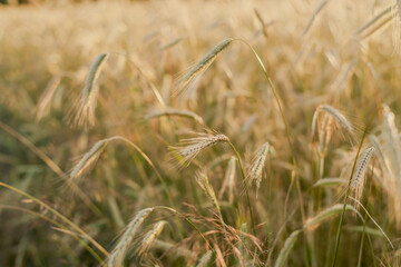 Wheat field in the evening sunlight. Spikelets