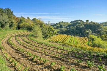Weinanbau bei Gorizia, Görz, Region Friaul-Julisch Venetien, Italien