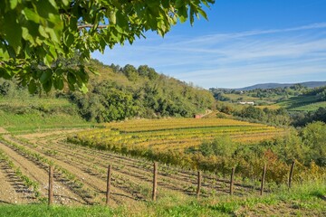 Weinanbau bei Gorizia, Görz, Region Friaul-Julisch Venetien, Italien