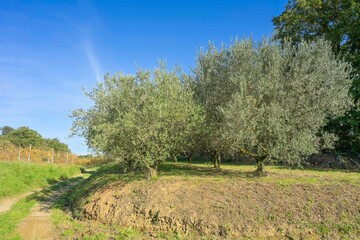 Olivenbäume bei Gorizia, Görz, Region Friaul-Julisch Venetien, Italien