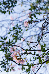 Rosy Trumpet or Pink Tacoma tree, Tabebuia rosea, cheerful blooming in park.
