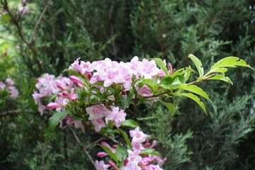 Young branch of blossoming Weigela florida in mid May