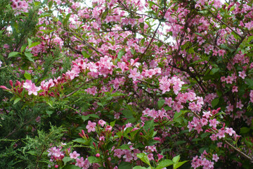 Volume of pink flowers of Weigela florida in May