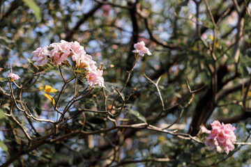 Rosy Trumpet or Pink Tacoma tree, Tabebuia rosea, cheerful blooming in park.