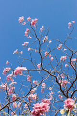 Rosy Trumpet or Pink Tacoma tree, Tabebuia rosea, cheerful blooming in park.
