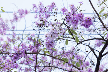Queen's crape myrtle or Pride of India, Lagerstroemia speciosa, cheerful blooming against city scene.