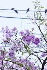 Queen's crape myrtle or Pride of India, Lagerstroemia speciosa, cheerful blooming against city scene.