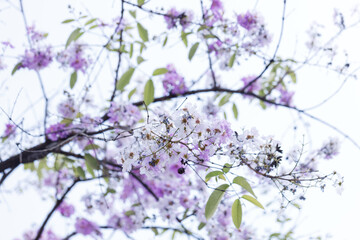 Queen's crape myrtle or Pride of India, Lagerstroemia speciosa, cheerful blooming against city scene.