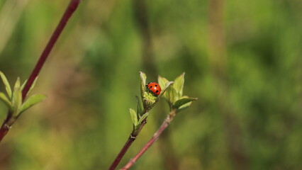 Little bugs