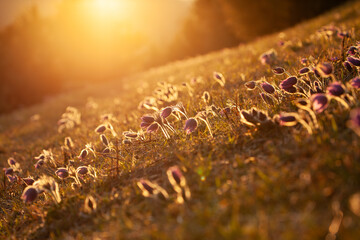 Die Kuhschellen - Küchenschellen - Pulsatilla auf der Schwäbischen Alb im goldenen Sonnenlicht...