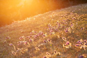Die Kuhschellen - Küchenschellen - Pulsatilla auf der Schwäbischen Alb im goldenen Sonnenlicht...