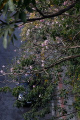 Rosy Trumpet or Pink Tacoma tree, Tabebuia rosea, cheerful blooming against city scene.