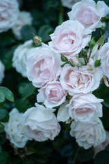 Bush of pale roses. Calm light.Natural floral background.