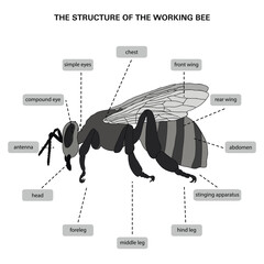 The structure of the working bee. Monochrome illustration in gray color