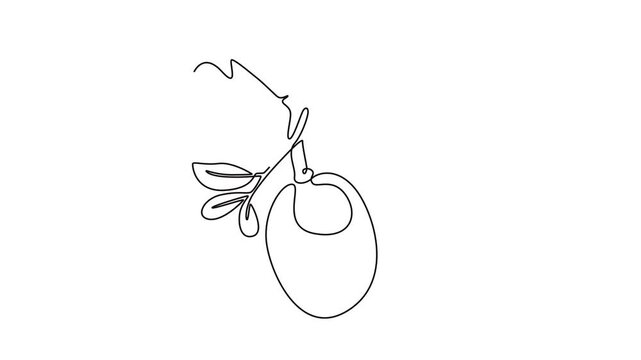 Animated self drawing of continuous line draw whole fresh marula fruit for home decor wall art poster print. Decorative sclerocarya birrea plant garden logo template. Full length single line animation