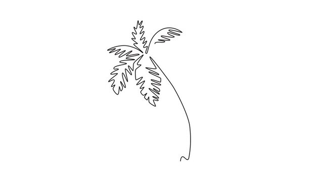 Animated self drawing continuous line draw coconut tree logo icon. Decorative cocos nucifera palm for hello summer greeting post card. Tourism travel vacation concept. Full length one line animation