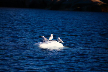 Autumn natural scenery in Greenland, Arctic