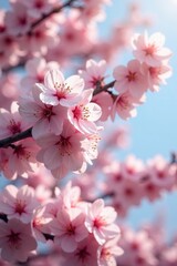 Fototapeta premium Abundant pink and white cherry blossoms in full bloom on a tree, early spring light , light, sakura, tree branches
