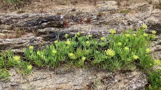 Plantes de bord de mer