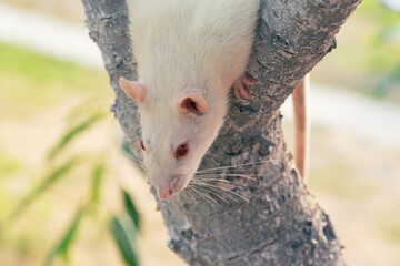 White rat, albino rat. Place for text.