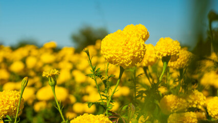 Obraz premium Vibrant Yellow Marigold Flowers Blooming in Sunny Field Landscape
