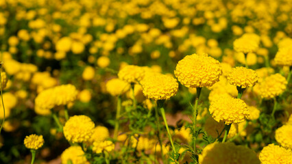 Bright Yellow Marigold Flowers in a Vibrant Field Under Clear Sky