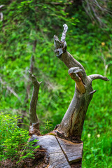 Environment, vegetation and nature of the Ampezzo Dolomites, dominated by Mount Cristallo.