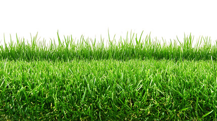 Obraz premium Lush green grass field outdoor natural landscape close-up view tranquil environment nature's beauty