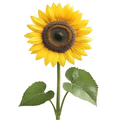 Fototapeta premium Vibrant sunflower blooming in a garden nature photography close-up view spring season floral beauty