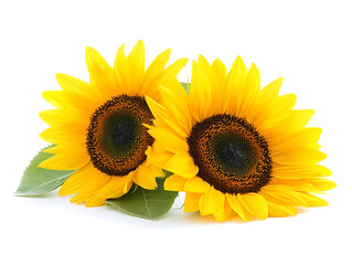 Obraz premium Sunflowers in bloom nature photography bright colors studio setting close-up view flower beauty