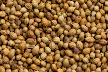 Coriander seeds  background texture.