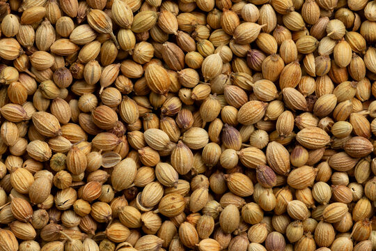 Coriander seeds  background texture.