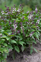Green basil plants in blossom. Basil blooms in the garden. Growing fresh spices. Aromatic herbs. Ocimum basilicum Magic Blue.