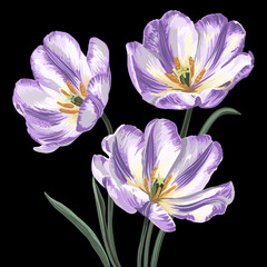 Spring flowers, botanical illustration. 