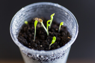 Growing plants in a container with wet soil