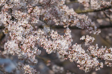 Pink and white flowering japanese cherry blossoms Sakura in spring with stunning flowers on the tree branches with beautiful bokeh.	