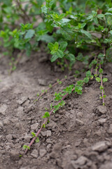 Propagation of mint with new young shoots in the garden. Aromatic fresh organic mint outdoors.