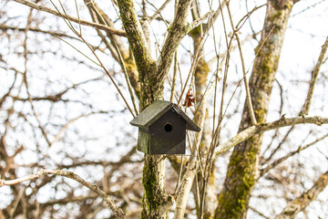wooden bird nest  on a tree