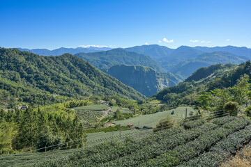  Teeplantage, Terrassen im Fanlu Township nahe Eryanping, Bergregion im Landkreis Chiayi, Taiwan