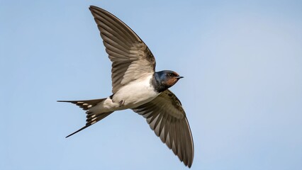 Obraz premium A Barn Swallow soars through the air, its dark blue back and wings contrasting against a clear, light blue sky