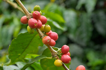 Kaffee-Anbau im Zhuqi Township südwestlich von Alishan, Chiayi County, Taiwan