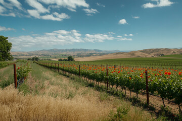Obraz premium Sunny vineyard with poppies blooming in the grass.