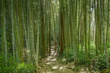 Bambuswald, Wanderweg Cloud trail, Berglandschaft im Zhuqi Township südwestlich von Alishan, Chiayi County, Taiwan