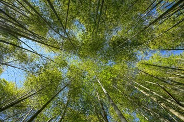 Bambus, Wald in der Berglandschaft im Zhuqi Township südwestlich von Alishan, Chiayi County, Taiwan