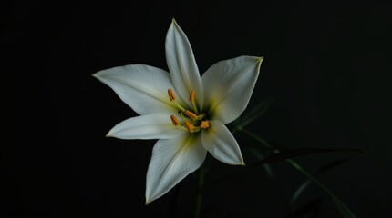 White Lily Blooms Against a Dark Backdrop Showcasing Its Delicate Petals and Vibrant Details
