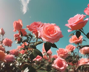 Obraz premium Roses of Valentine's Day