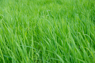 green fresh spring grass swaying, flutter in strong wind, stormy weather, Wind Gusts, natural blurred background, summertime season