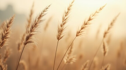 Fototapeta premium Sunlight Illuminating Golden Grass Blades in a Tranquil Meadow at Dawn