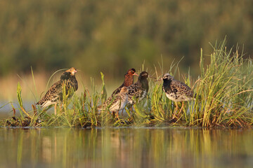 Batalion, (Calidris pugnax)